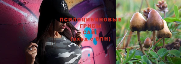прущие грибы Богородицк