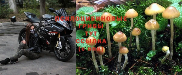 прущие грибы Богородицк